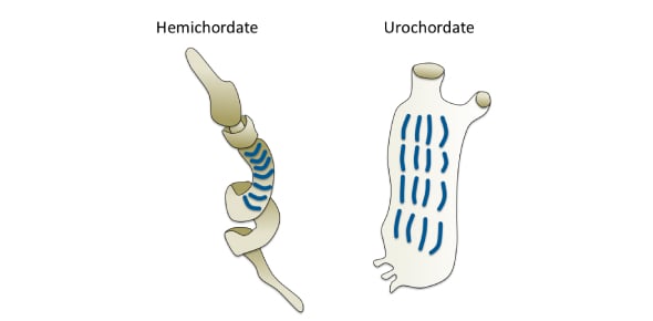 Explain The Anatomy Of Pharyngeal Slit Flashcards